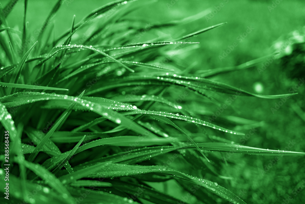Green plants with dew drops. Nature as a background. Green plants with dew drops. Nature as a background.