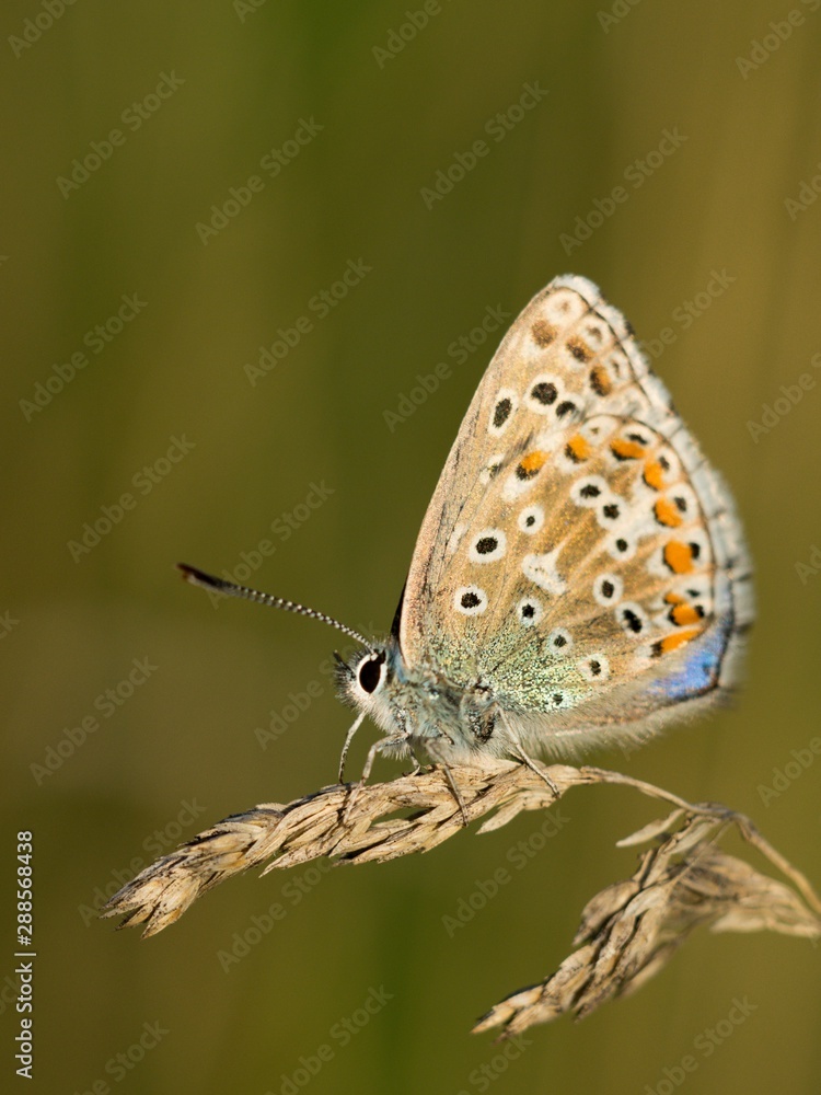 Common Blue (Polyommatus icarus) is a butterfly belonging to the family lycaenidae that occurs in different climatic regions - North Africa, Europe, East Asia. Common Blue (Polyommatus icarus) is a butterfly belonging to the family lycaenidae that occurs in different climatic regions - North Africa, Europe, East Asia.