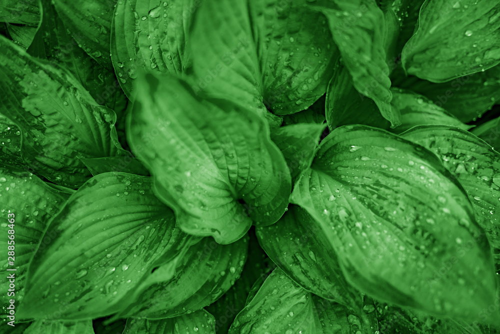 Green plants with dew drops. Nature as a background. Green plants with dew drops. Nature as a background.
