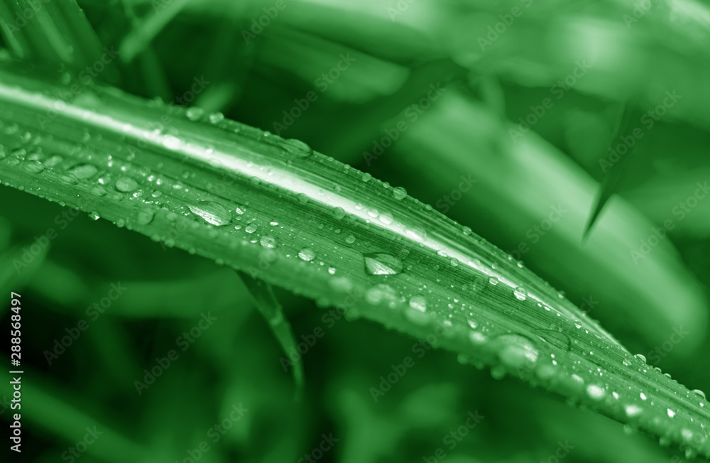 Green plants with dew drops. Nature as a background. Green plants with dew drops. Nature as a background.