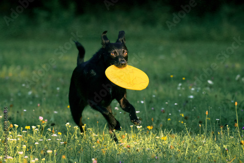 Schwarzer Mischling mit gelben Frisbee