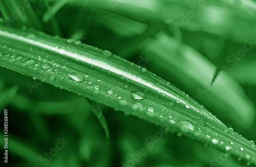 Green plants with dew drops. Nature as a background.