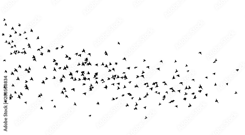 A flock of flying birds. A lot of soaring birds. Vector illustration A flock of flying birds. A lot of soaring birds. Vector illustration