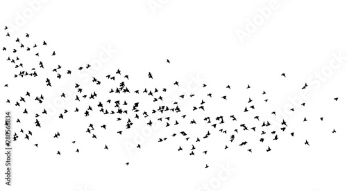 A flock of flying birds. A lot of soaring birds. Vector illustration