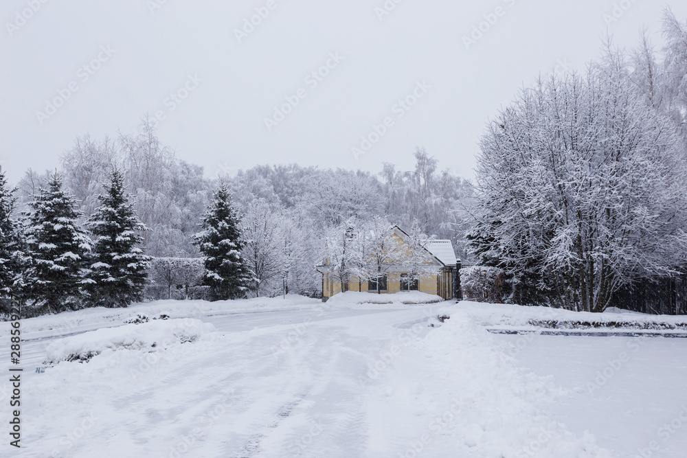 Naklejka premium Scenic image of spruces trees. Frosty day, calm wintry scene. Location Russia. Great picture of wild area. Tourism or Christmas concept.
