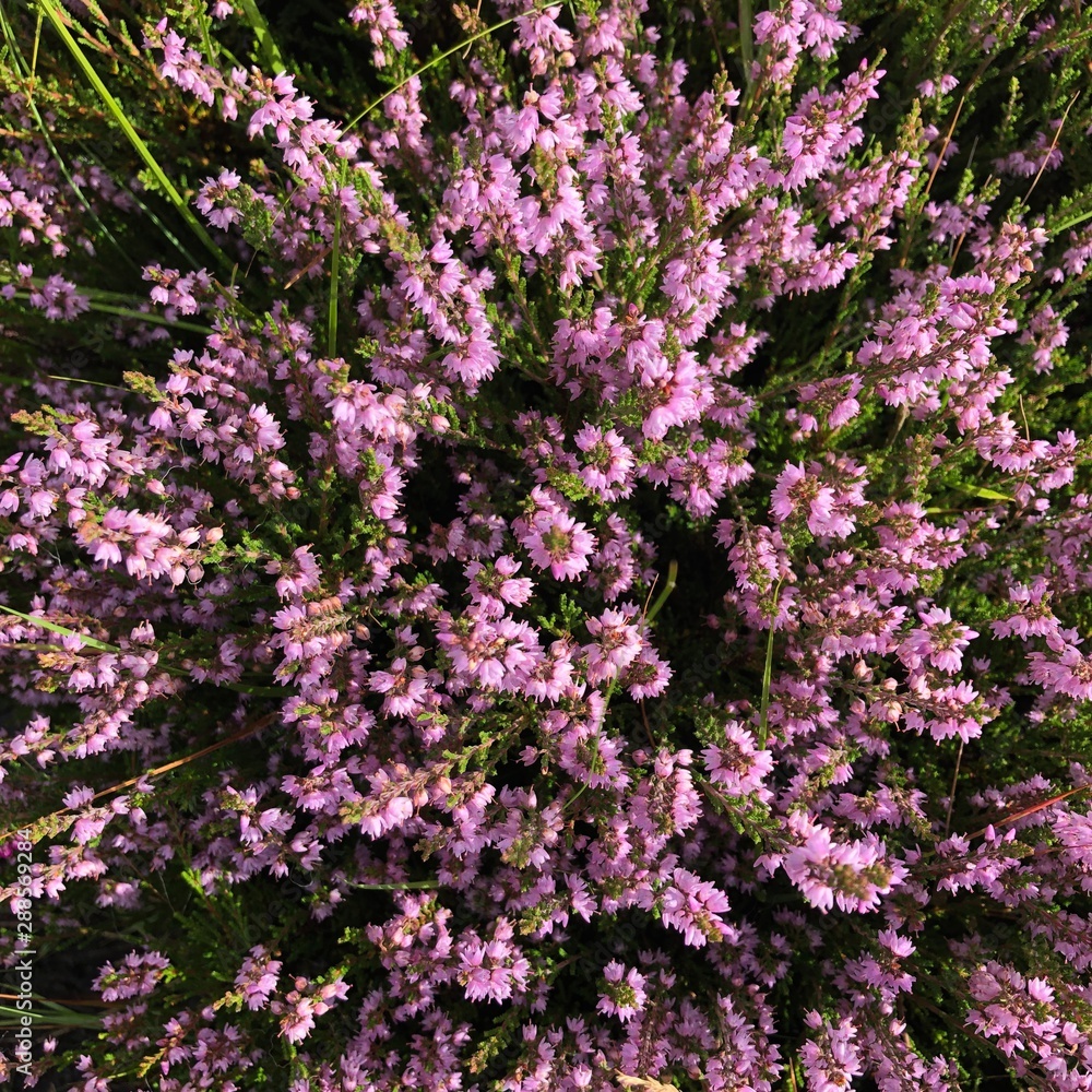Scottish purple heather