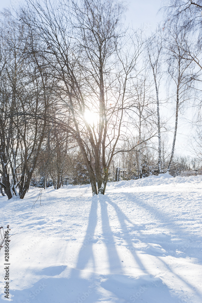 Scenic image of spruces trees. Frosty day, calm wintry scene. Location Russia. Great picture of wild area. Tourism or Christmas concept.