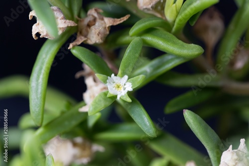 Flower of the iceplant Delosperma bosseranum