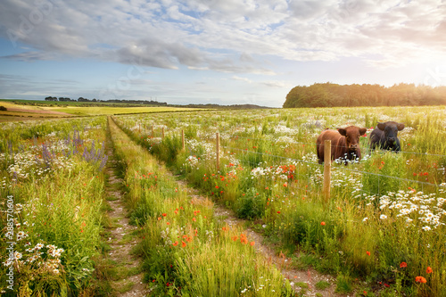 Photography Flower meadow tracks and two cows