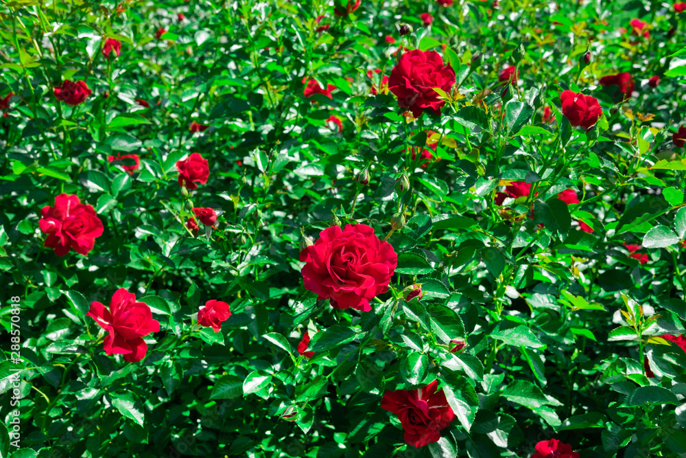 A bush with red rose flowers blooming in summer. Floral background with roses for design. Roses in the garden on a summer day A bush with red rose flowers blooming in summer. Floral background with roses for design. Roses in the garden on a summer day