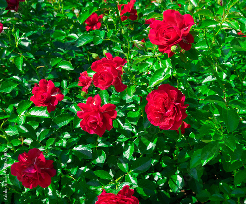 A bush with red rose flowers blooming in summer. Floral background with roses for design. Roses in the garden on a summer day