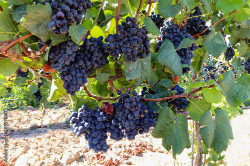 Ripe red wine grapes before harvest in a vineyard at a winery, rural landscape for viticulture and agricultural wine production, Spain Europe