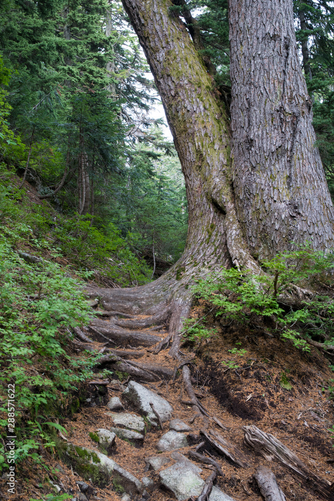 tree stump blocking a trail in north vancouver, hiking in Canada tree stump blocking a trail in north vancouver, hiking in Canada