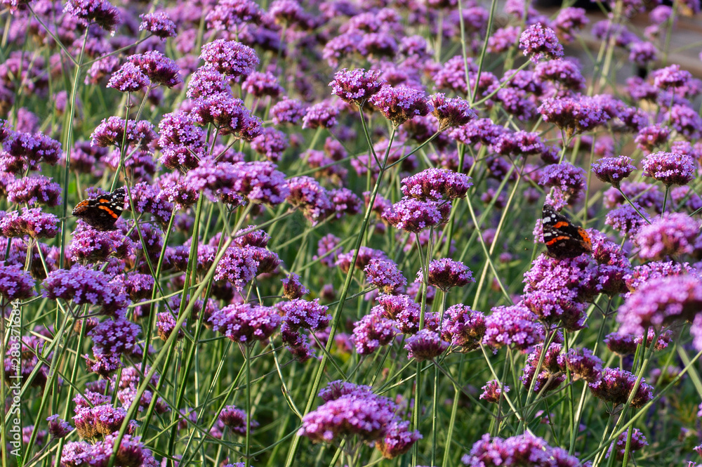 Obraz premium field of purple flowers