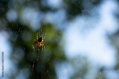 Spider in his web after the rain