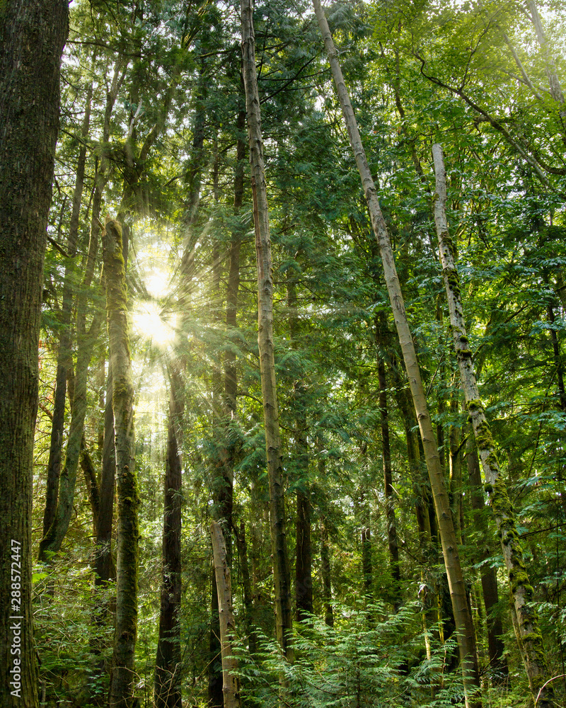 Sunlight streams through the trees of the temperate rainforest, Pacific Spirit Park; Beautiful sun rays filters through the trees in the morning Sunlight streams through the trees of the temperate rainforest, Pacific Spirit Park; Beautiful sun rays filters through the trees in the morning