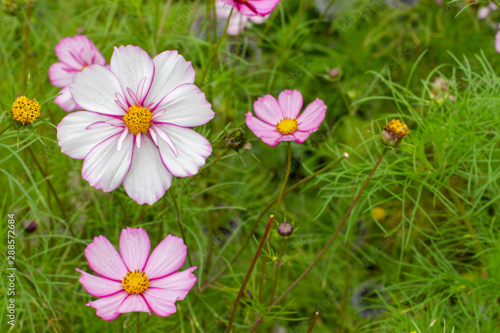 Blooming cosmea flower, large flowers with delicate petals natural greenery Blooming cosmea flower, large flowers with delicate petals natural greenery