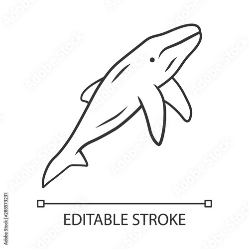 Whale linear icon. Marine mammal. Ocean predator. Aquatic animal  wildlife nature. Zoology and oceanography. Thin line illustration. Contour symbol. Vector isolated outline drawing. Editable stroke