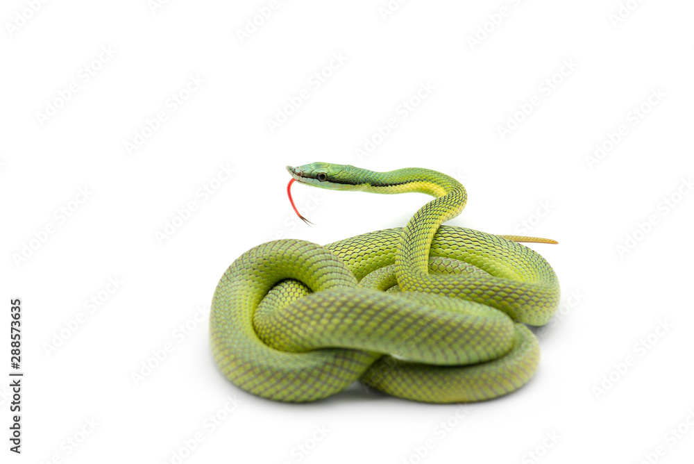 Baron's green racer snake isolated on white background Baron's green racer snake isolated on white background