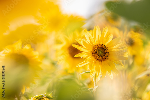 Sonnenblume im Sonnenblumenfeld