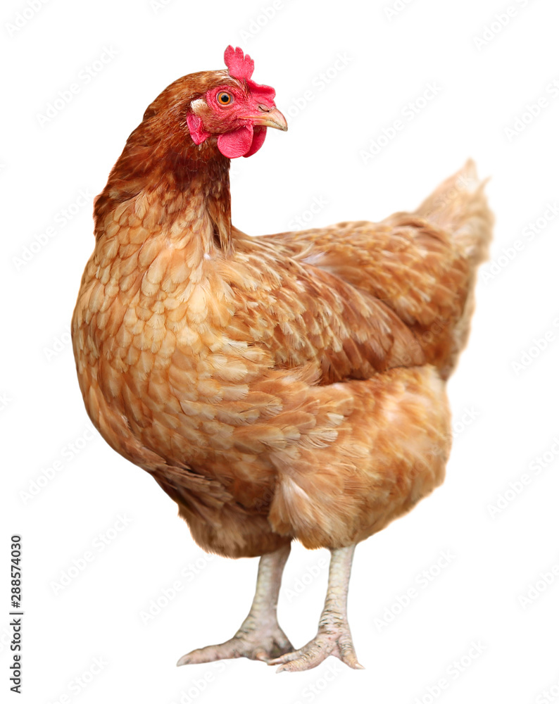 Fototapeta premium Brown hen isolated on a white background.