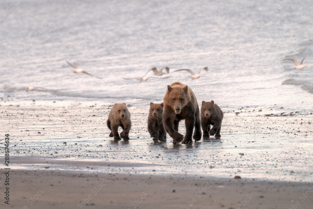 Fototapeta premium Mother bear and three cubs walking down the beach in the rain while sea gulls fly around them. Image taken in Lake Clark National Park and Preserve, Alaska.