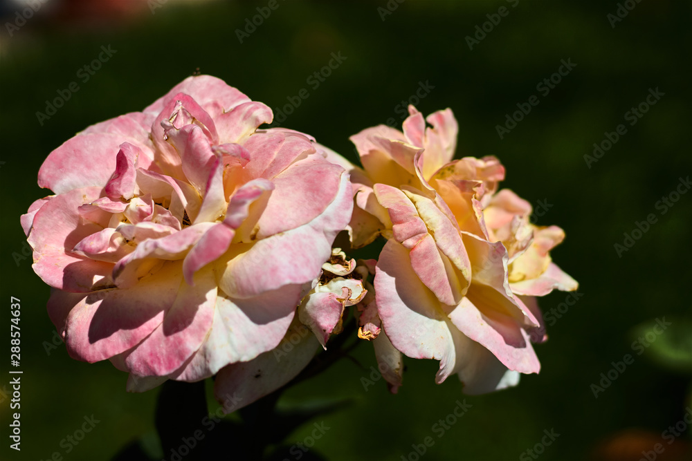 Fototapeta premium Two pink roses in a garden