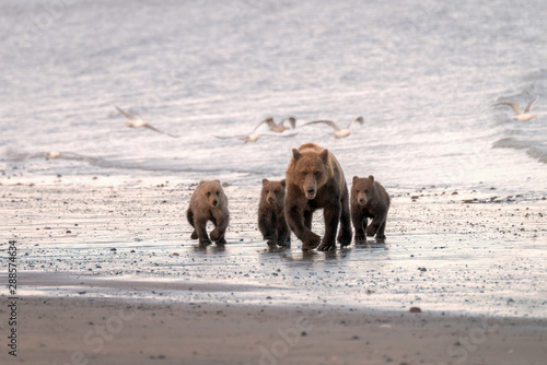 Fotografia, Obraz Mother bear and three cubs walking down the beach in the rain while sea gulls fly around them