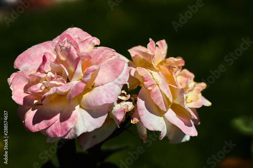 Two pink roses in a garden
