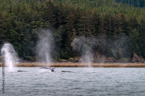A humpback whale lifting its tail out of the water while the backs and spray from other whales blowholes can also be seen. Image taken near Juneau, Alaska. 