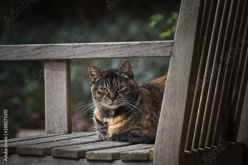 Cat resting on a bench