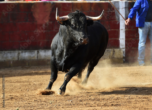 toro español corriendo en una plaza de toros en un espectaculo