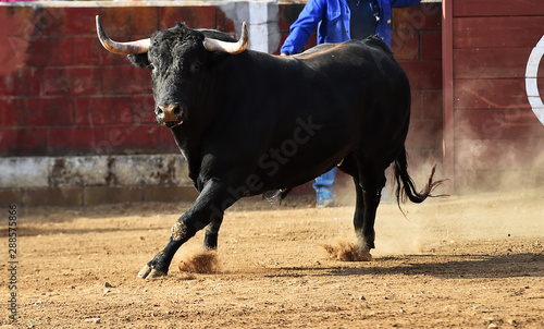 toro bravo español en plaza de toros