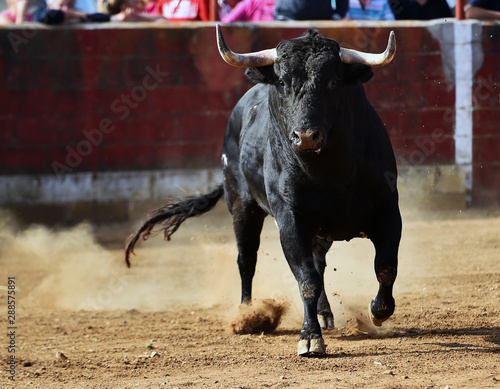 toro español en plaza de toros en un tradicional espectaculo
