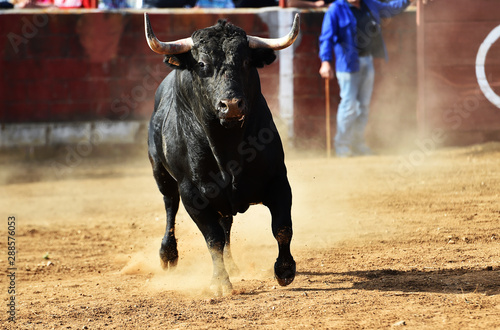 toro negro español en la plaza de toros