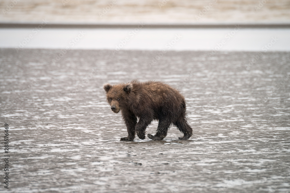 Grizzly bear cub walking on the beach in the rain. Image taken in Lake Clark National Park and Preserve, Alaska. Grizzly bear cub walking on the beach in the rain. Image taken in Lake Clark National Park and Preserve, Alaska.
