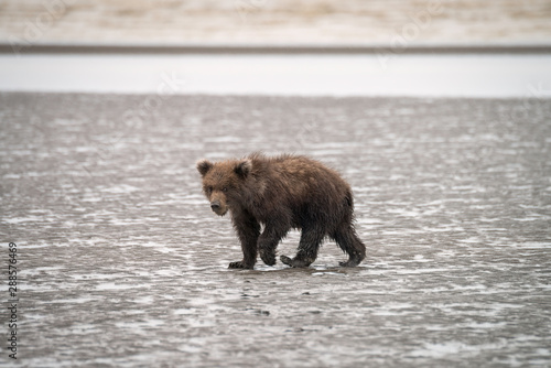 Grizzly bear cub walking on the beach in the rain.  Image taken in Lake Clark National Park and Preserve, Alaska.