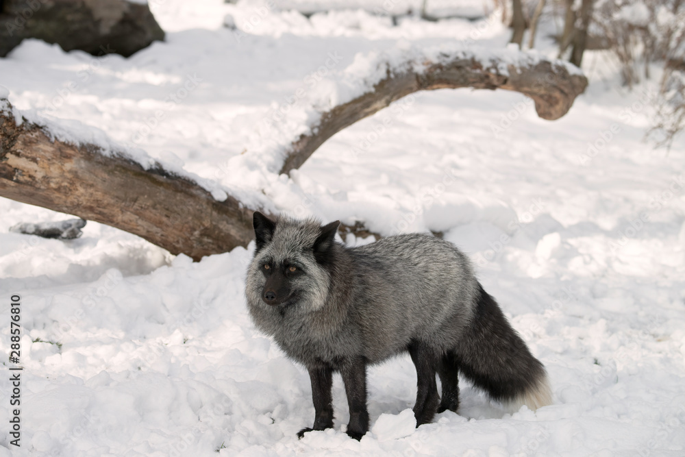 What Exactly Is a Silver Fox?