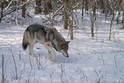 Gray wolf walking through a forest in the snow © Lori Labrecque