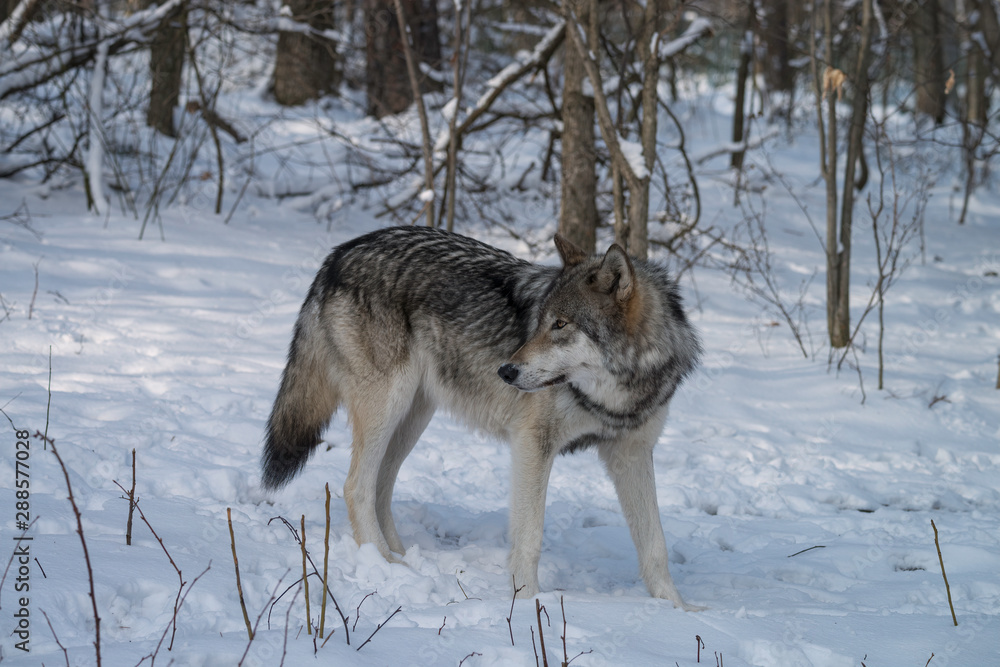 Fototapeta premium Gray wolf walking through a forest in the snow