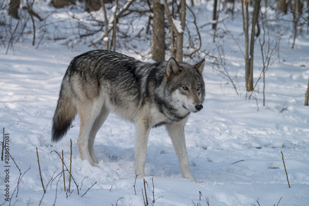 Gray wolf walking through a forest in the snow