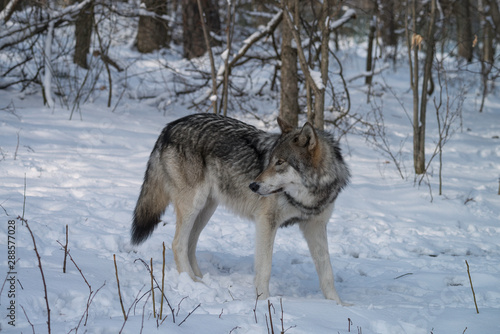 Gray wolf walking through a forest in the snow