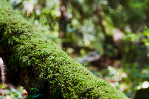 Close up of moss growing on a fallen tree trunk, background blurred; Detailed picture of moss growing on a log in a temperate rainforest