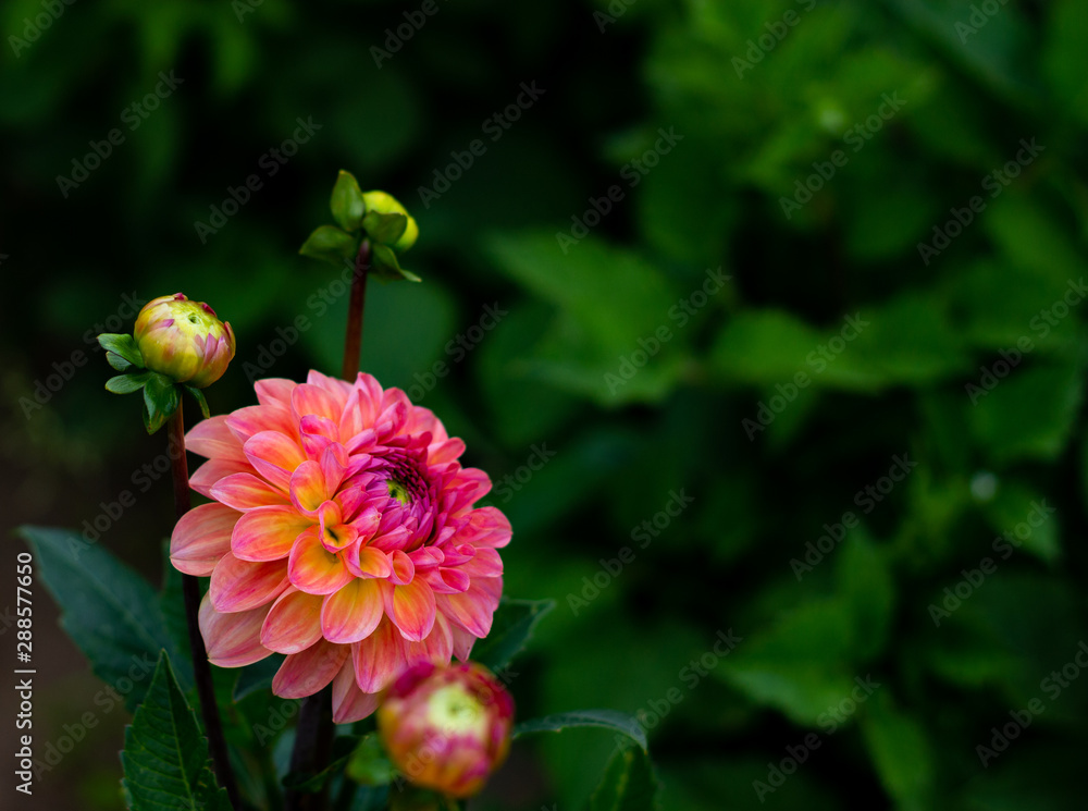 beautiful pink dahlia flowers in the garden close-up beautiful pink dahlia flowers in the garden close-up