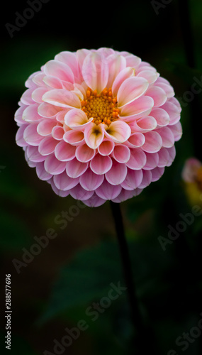beautiful pink dahlia flowers in the garden close-up