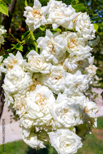 Roses, Alba Meidiland, of white color crowded in its rose bush.