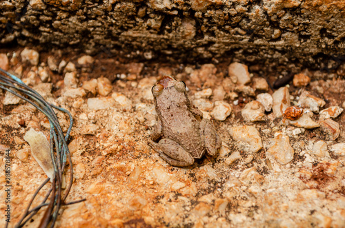 Tree Frog On Concrete photo