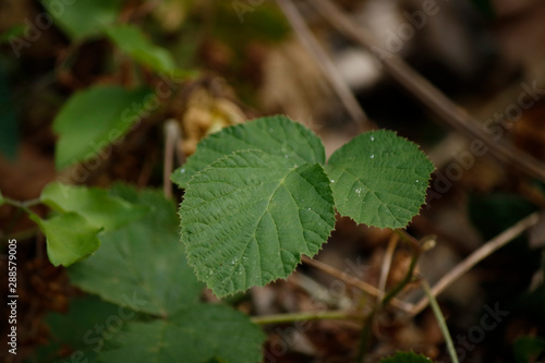 Close-up of the leaves of the European dewberry plant.