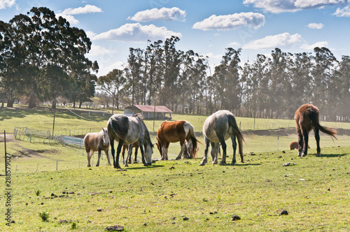 grazing horses