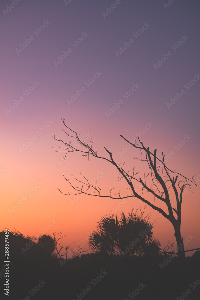Fototapeta premium silhouette of a tree in sunrise